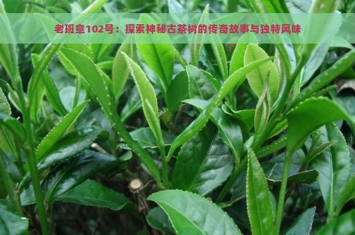 老班章102号：探索神秘古茶树的传奇故事与独特风味