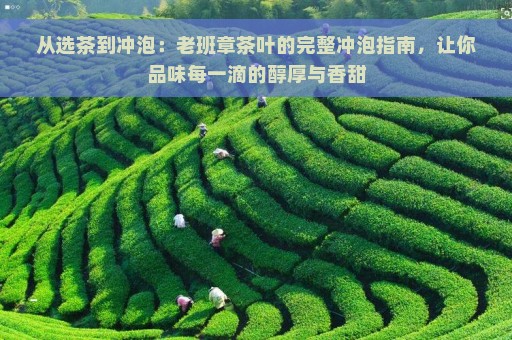 从选茶到冲泡：老班章茶叶的完整冲泡指南，让你品味每一滴的醇厚与香甜