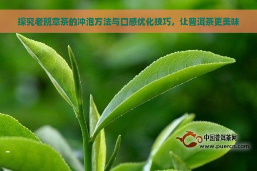 探究老班章茶的冲泡方法与口感优化技巧，让普洱茶更美味