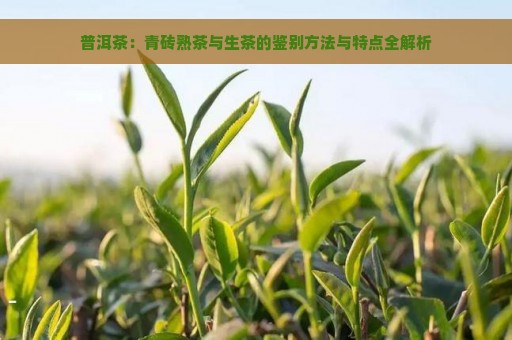 普洱茶：青砖熟茶与生茶的鉴别方法与特点全解析