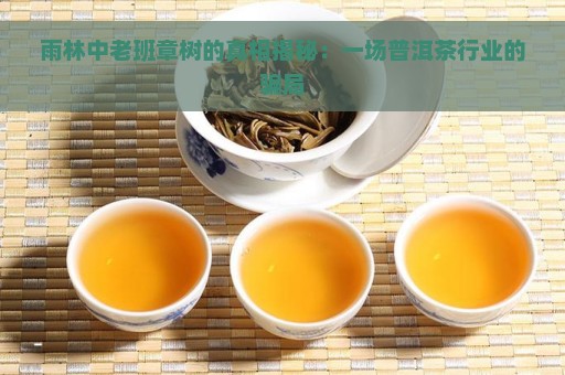 雨林中老班章树的真相揭秘：一场普洱茶行业的骗局