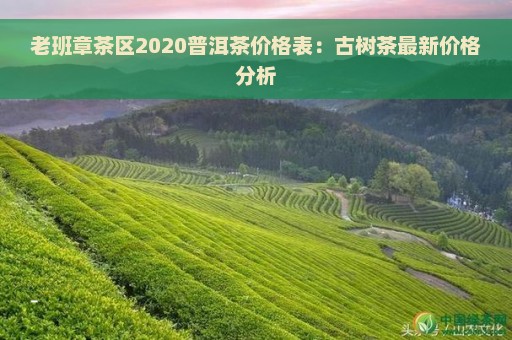 老班章茶区2020普洱茶价格表：古树茶最新价格分析