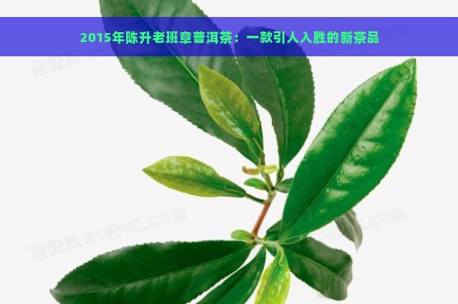 2015年陈升老班章普洱茶：一款引人入胜的新茶品