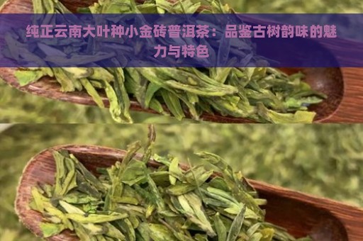 纯正云南大叶种小金砖普洱茶：品鉴古树韵味的魅力与特色