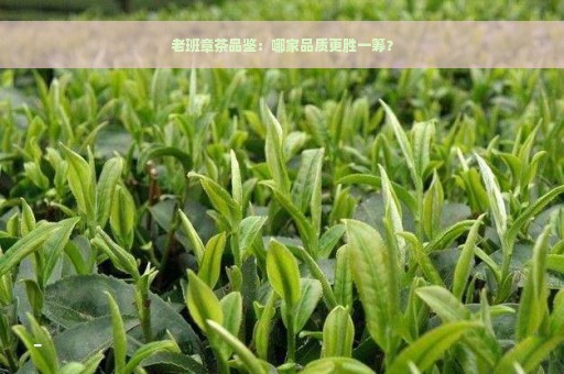 老班章茶品鉴：哪家品质更胜一筹？