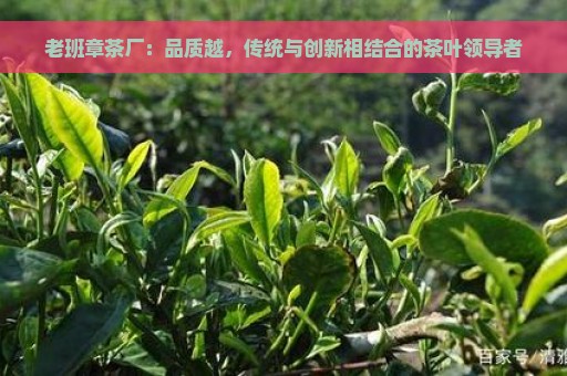 老班章茶厂：品质越，传统与创新相结合的茶叶领导者