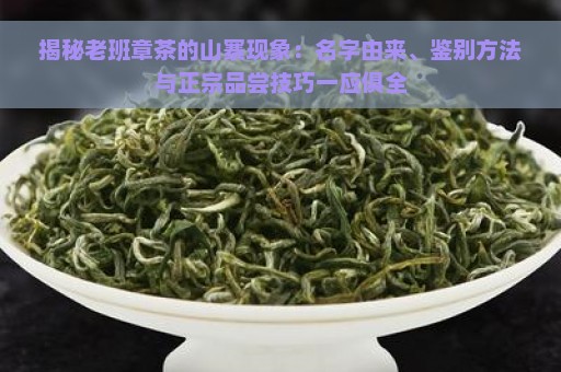 揭秘老班章茶的山寨现象：名字由来、鉴别方法与正宗品尝技巧一应俱全