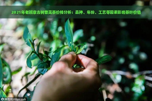 2021年老班章古树普洱茶价格分析：品种、年份、工艺等因素影响茶叶价值