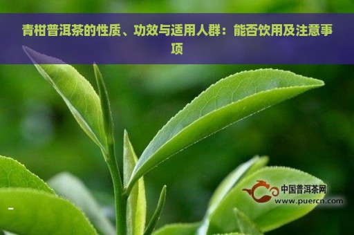 青柑普洱茶的性质、功效与适用人群：能否饮用及注意事项