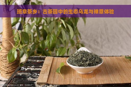 班章茶乡：古茶园中的生态乌龙与禅意体验