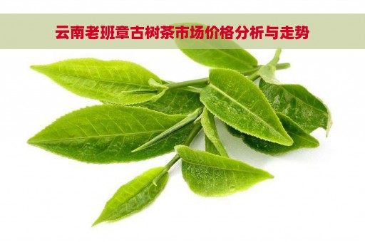 云南老班章古树茶市场价格分析与走势