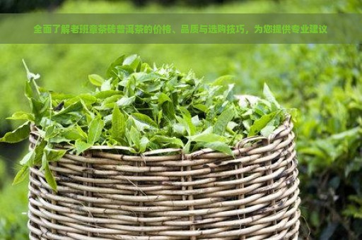 全面了解老班章茶砖普洱茶的价格、品质与选购技巧，为您提供专业建议