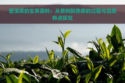 普洱茶的生茶原料：从茶树到熟茶的过程与品质特点探究