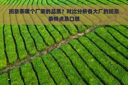 班章茶哪个厂家的品质？对比分析各大厂的班章茶特点及口感