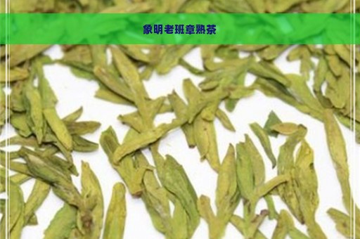 象明老班章熟茶