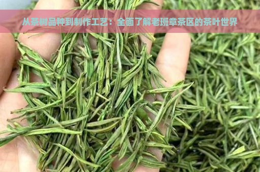 从茶树品种到制作工艺：全面了解老班章茶区的茶叶世界