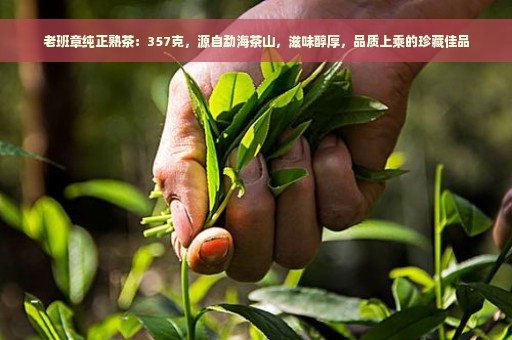 老班章纯正熟茶：357克，源自勐海茶山，滋味醇厚，品质上乘的珍藏佳品