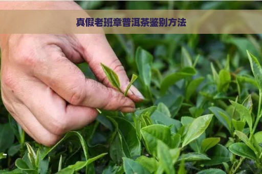 真假老班章普洱茶鉴别方法