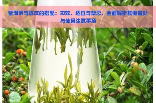 普洱茶与陈皮的搭配：功效、适宜与禁忌，全面解析其健益处与使用注意事项