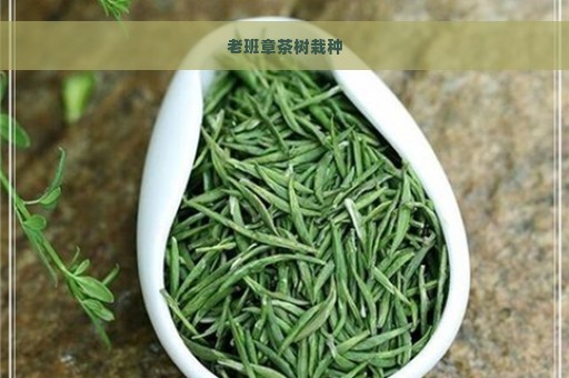 老班章茶树栽种