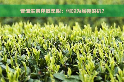 普洱生茶存放年限：何时为品尝时机？