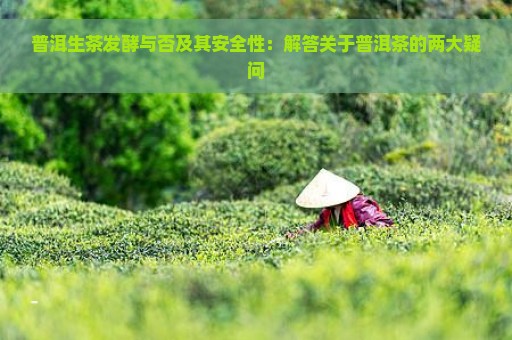 普洱生茶发酵与否及其安全性：解答关于普洱茶的两大疑问