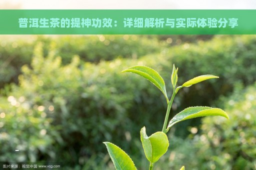 普洱生茶的提神功效：详细解析与实际体验分享