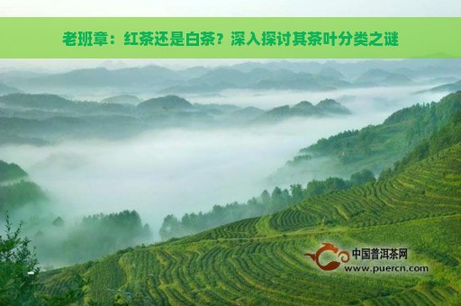 老班章：红茶还是白茶？深入探讨其茶叶分类之谜