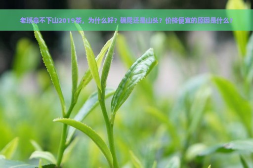 老班章不下山2019茶，为什么好？确爬还是山头？价格便宜的原因是什么？