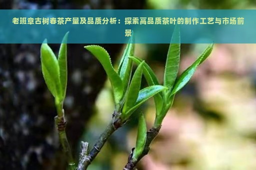 老班章古树春茶产量及品质分析：探索高品质茶叶的制作工艺与市场前景