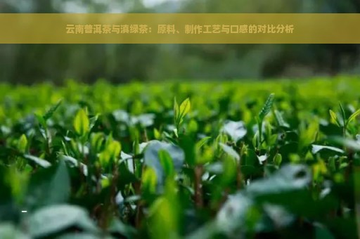 云南普洱茶与滇绿茶：原料、制作工艺与口感的对比分析