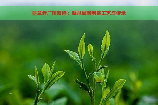 班章老厂历遗迹：探寻早期制茶工艺与传承