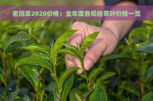 老班章2020价格：全年度各规格茶叶价格一览