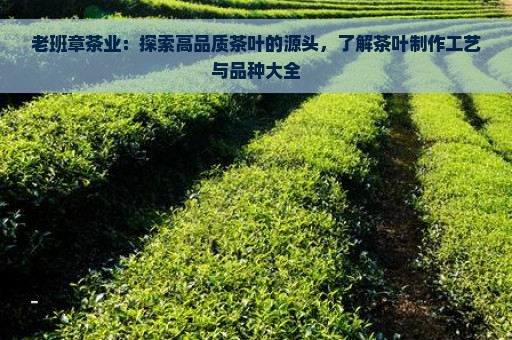 老班章茶业：探索高品质茶叶的源头，了解茶叶制作工艺与品种大全