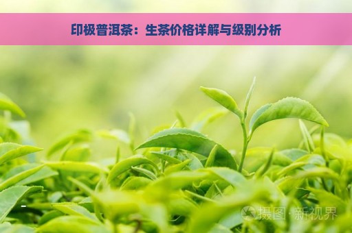 印极普洱茶：生茶价格详解与级别分析