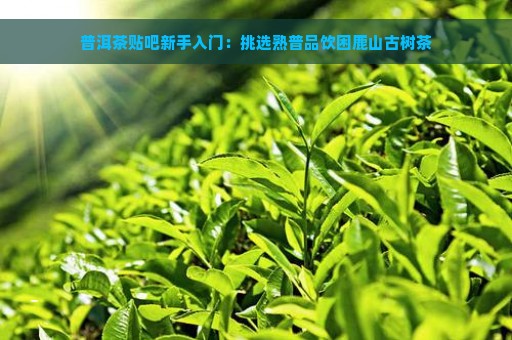 普洱茶贴吧新手入门：挑选熟普品饮困鹿山古树茶