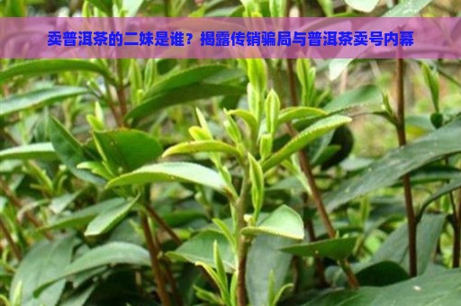 卖普洱茶的二妹是谁？揭露传销骗局与普洱茶卖号内幕