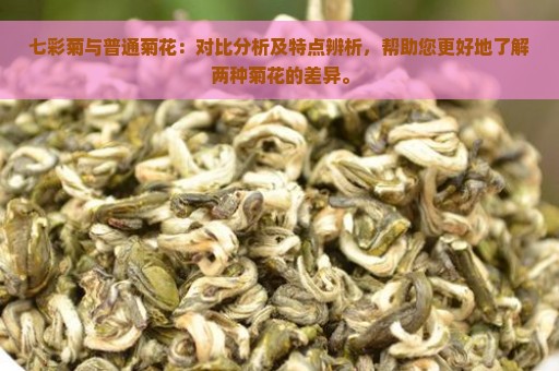 七彩菊与普通菊花：对比分析及特点辨析，帮助您更好地了解两种菊花的差异。