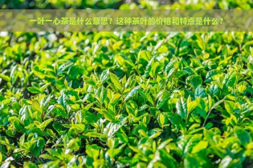 一叶一心茶是什么意思？这种茶叶的价格和特点是什么？