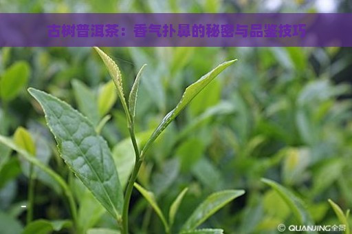 古树普洱茶：香气扑鼻的秘密与品鉴技巧