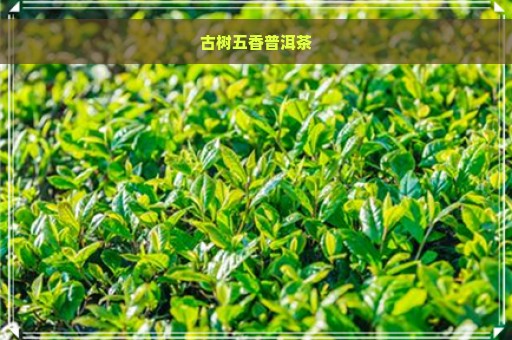 古树五香普洱茶