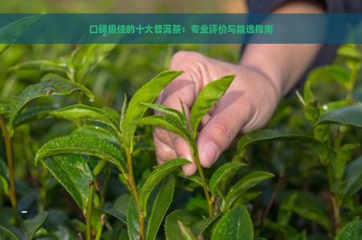 口碑极佳的十大普洱茶：专业评价与精选指南