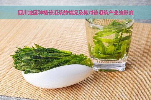 四川地区种植普洱茶的情况及其对普洱茶产业的影响