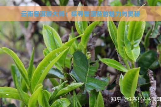 云南普洱茶大师：探寻普洱茶的魅力与奥秘