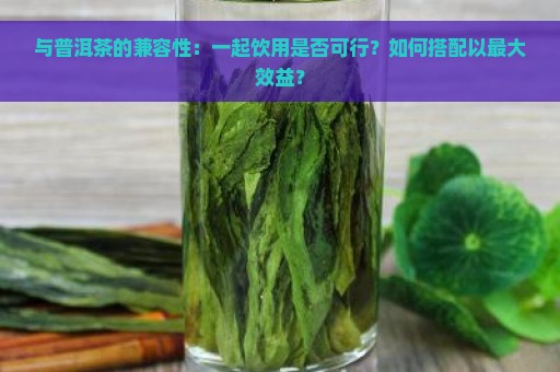 与普洱茶的兼容性：一起饮用是否可行？如何搭配以最大效益？