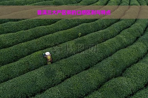 普洱三大产区茶的口感区别与特点