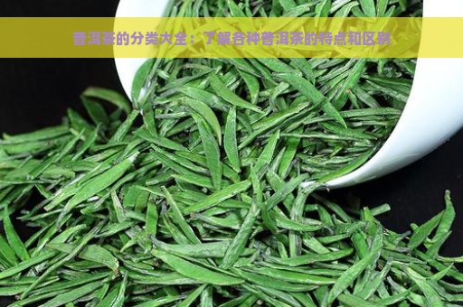 普洱茶的分类大全：了解各种普洱茶的特点和区别