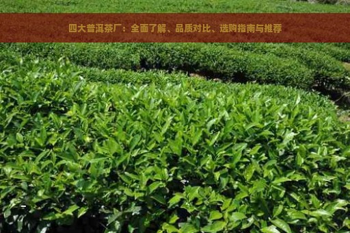 四大普洱茶厂：全面了解、品质对比、选购指南与推荐