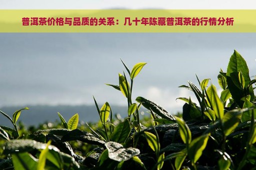 普洱茶价格与品质的关系：几十年陈藏普洱茶的行情分析