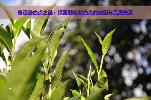 普洱茶白点之谜：探索颗粒状白点的成因与品质关系